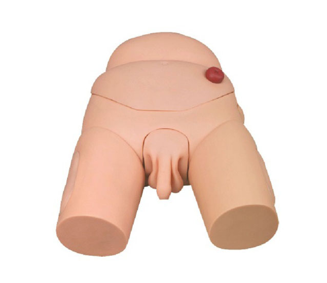 Male Catheterization Model