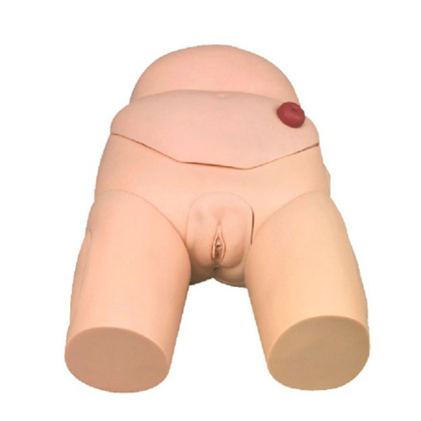 Female Catheterization Model