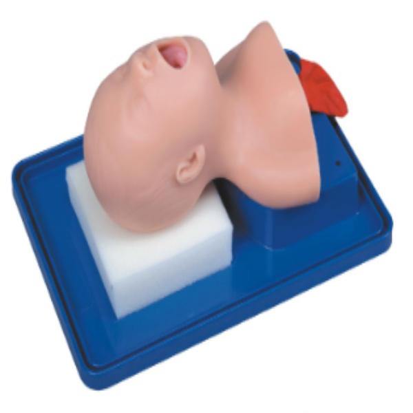 Neonate Trachea Intubation Training Model