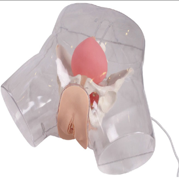 Transparent Female Catheterization Model