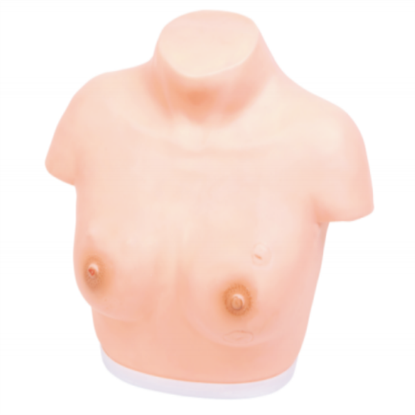 Inspection and Palpation of Breast Model