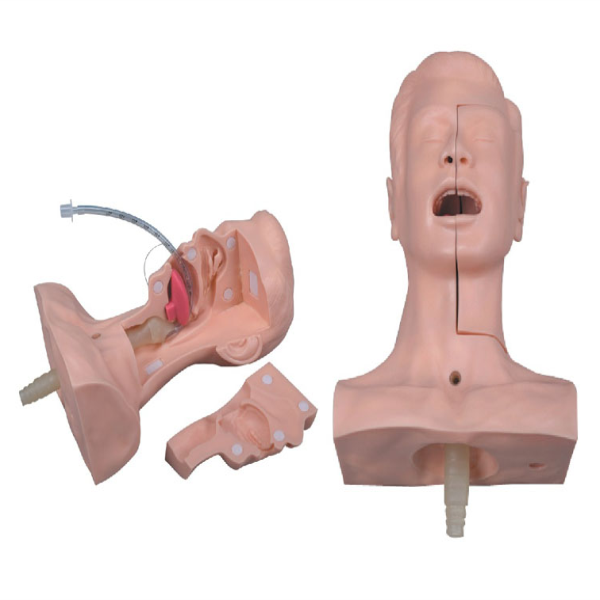 Suction Training Model