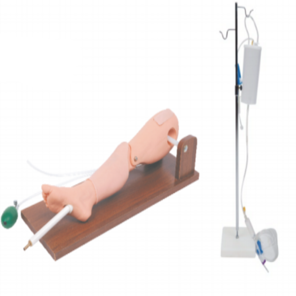 Bone Marrow Puncture and Femoral Venipuncture Model