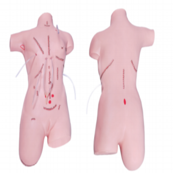 Surgical Suture and Bandage Model