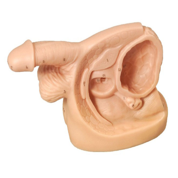 Male Internal &External Genital Organ Model