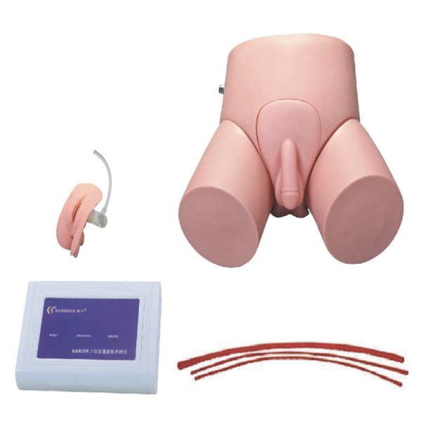 Electronic Urethral Catheterization and Enema Model