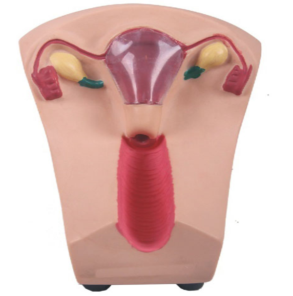 IUD Training Model