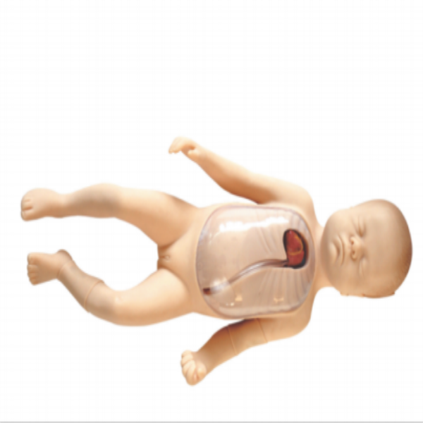 Neonatal Peripheral and Central Vein Intubation Model