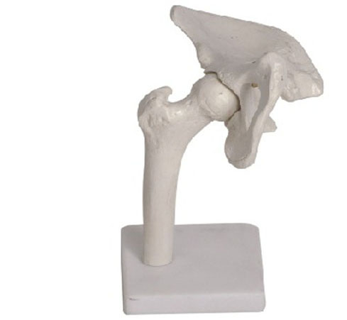 Hip Joint Model