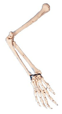 Arm Bone Model