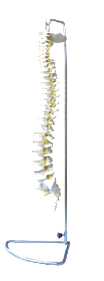  Spine Model  (Flexible/inflexible)