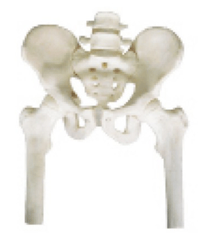  Pelvis with 2pcs Lumbar Vertebra and Femur Model