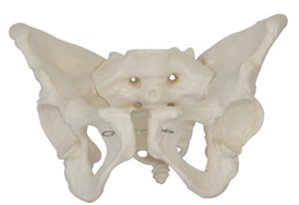  Male Pelvis Model