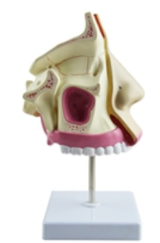 Nasal cavity model real size