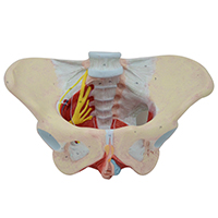 Female Pelvis with Muscle and Neural Model