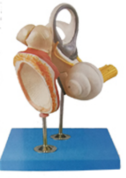  Inner Ear auditory ossicle and tympanic membrane model