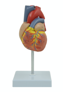 Adult heart model