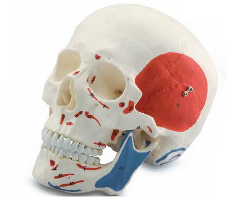  Colorized Skull Model