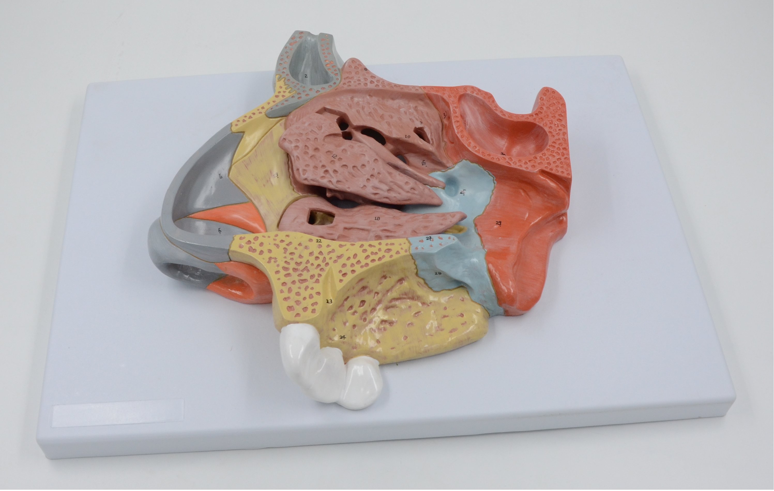 Nasal cavity model (magni)