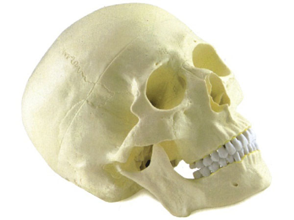  Skull Model