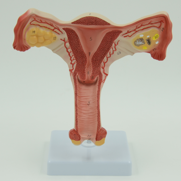 Female Internal Genital Model