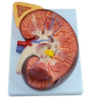 Kidney with Adrenal Magnified Model