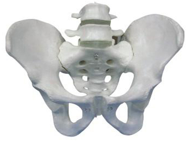  Pelvis with 2pcs Lumbar Vertebra Model