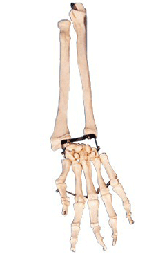 Palm  Bone  with  Elbow— Bone  and Radial  Bone  Model