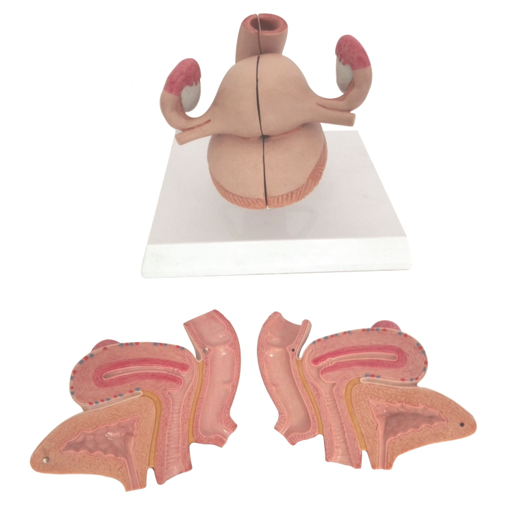  Uterine Anatomical Model