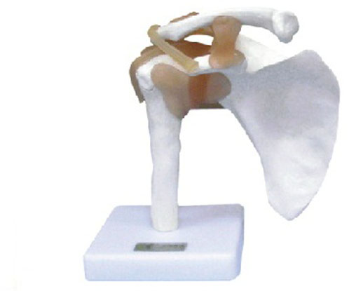 Shoulder Joint with Ligament Model