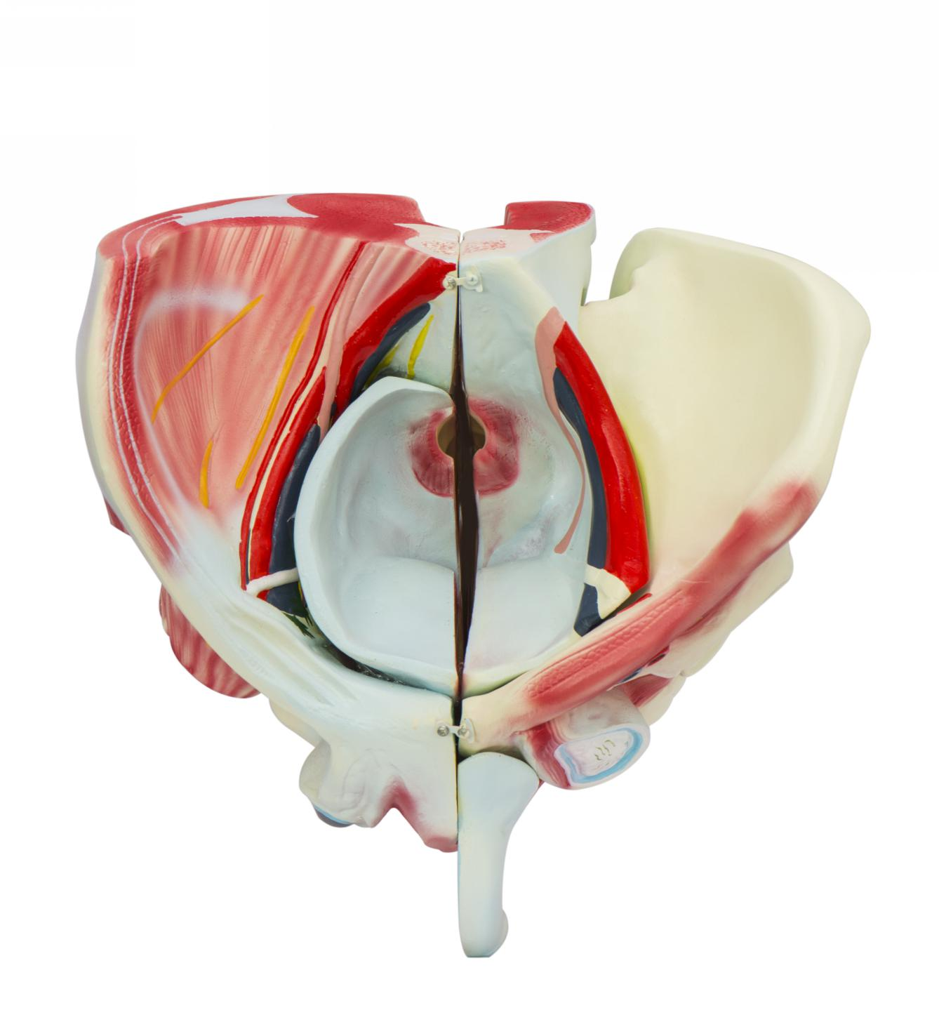 Male Pelvis with Genital and Vascular Nerve Model