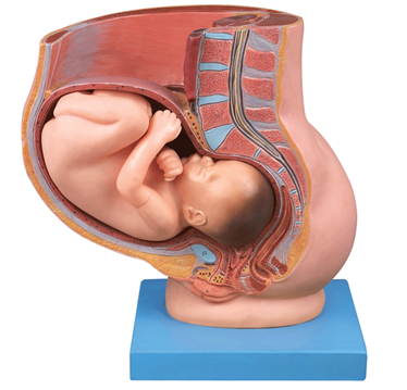 Pregnancy Pelvis with Mature Fetus - 2 Parts