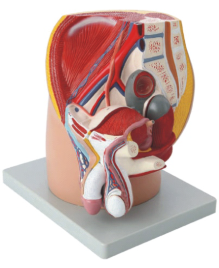 Median Section of Male Pelvis Model