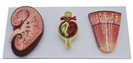  Kidney Section with Nephron and Renal Glomerulus Model