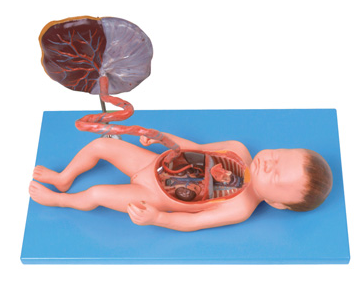 Fetal circulatory system model