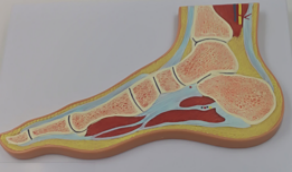 Foot Joint Profile Model