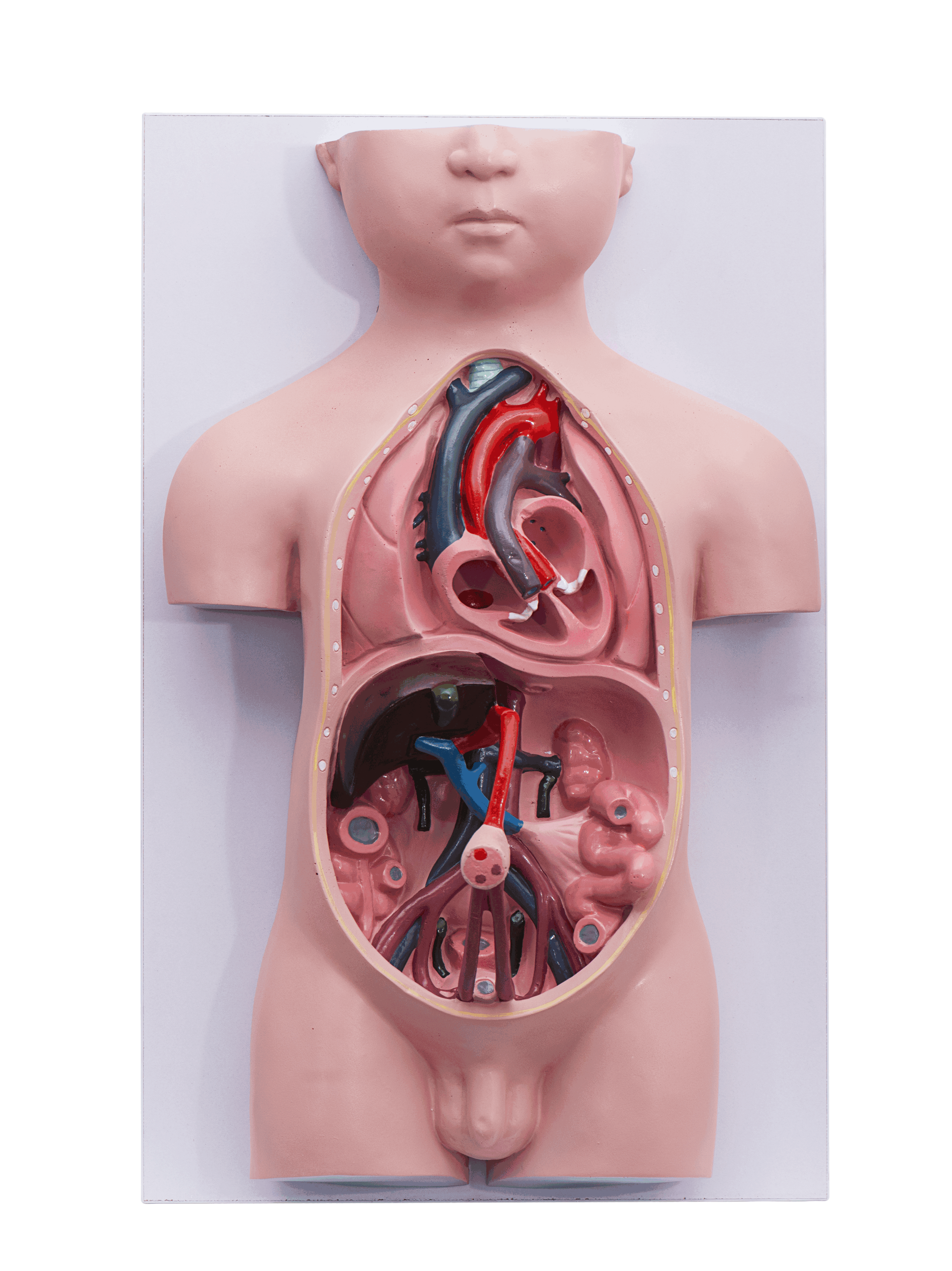 Fetal circulatory system model