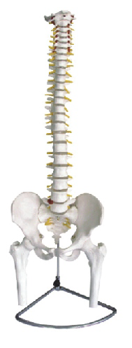 Spine with Pelvis and Femur Model (Flexible/inflexible))