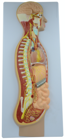 Sympathetic nervous system model