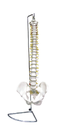 Spine with Pelvis Model (Flexible/Inflexible)