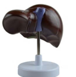 Liver Model