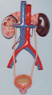 Urinary System Model