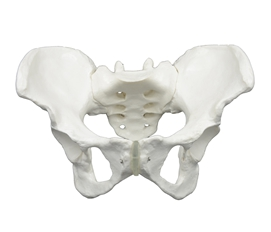  Female Pelvis Model