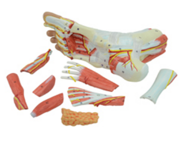 Foot Muscle of Major Vascular Nerve Model