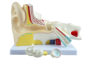 Ear Model—6parts