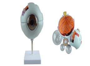 Eyeball Model - 6 Parts