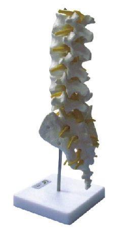  Lumbar Vertebra Model