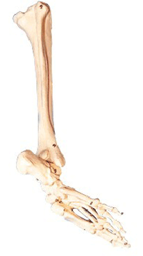 Bones of Foot , Calf Bone , Shinbone Model