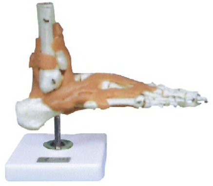 Foot Joint with Ligament Model