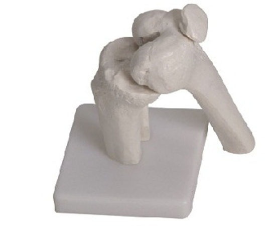 Knee Joint Model